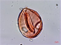 百金藏品圖，第3張