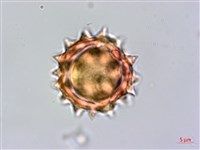 生毛將軍藏品圖，第3張