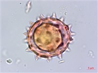 生毛將軍藏品圖，第4張