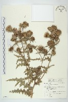 白花小薊藏品圖，第1張