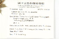 白花小薊藏品圖，第5張