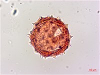 白花小薊藏品圖，第2張