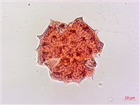 白花小薊藏品圖，第3張