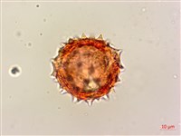 白花小薊藏品圖，第4張