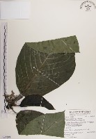 紅頭咬人狗藏品圖，第1張