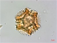 黃鵪菜藏品圖，第1張