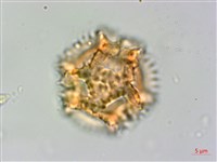 黃鵪菜藏品圖，第2張