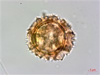 黃鵪菜藏品圖，第3張