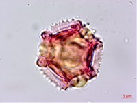 黃鵪菜藏品圖，第4張