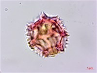 黃鵪菜藏品圖，第5張