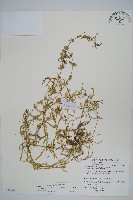 蓮子草藏品圖，第1張