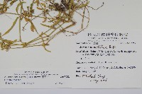 蓮子草藏品圖，第2張