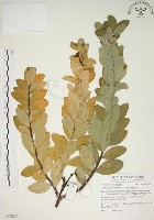 南嶺蕘花藏品圖，第1張