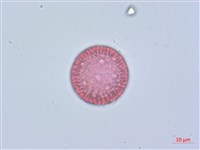 南嶺蕘花藏品圖，第4張