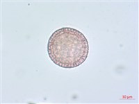 南嶺蕘花藏品圖，第5張