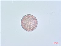 南嶺蕘花藏品圖，第6張