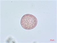 南嶺蕘花藏品圖，第7張