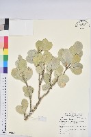 白樹仔藏品圖，第4張