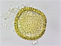 白樹仔藏品圖，第1張