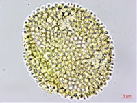 白樹仔藏品圖，第2張