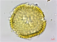 白樹仔藏品圖，第3張