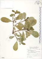 鵝鑾鼻蔓榕藏品圖，第1張