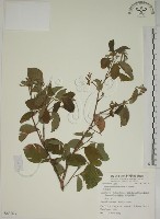 白木蘇花藏品圖，第1張