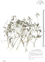 三葉木藍藏品圖，第1張