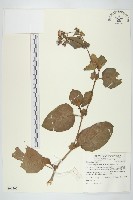蘭嶼木耳菜藏品圖，第1張