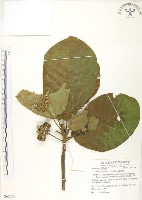 葛塔德木、欖仁舅藏品圖，第1張