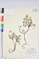 濱大戟藏品圖，第1張