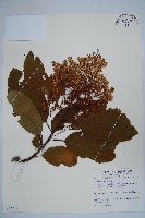 厚殼樹藏品圖，第4張