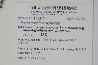 蘭嶼秋海棠藏品圖，第2張