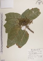 蘭嶼蘋婆藏品圖，第1張