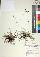 乾溝飄拂草藏品圖，第1張