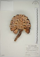 露兜樹、林投藏品圖，第1張