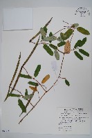 隱鱗藤藏品圖，第1張