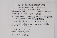 隱鱗藤藏品圖，第2張