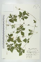 小苦瓜藏品圖，第1張