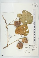 大萼旋花藏品圖，第1張