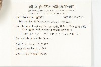 大萼旋花藏品圖，第2張