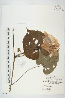 大萼旋花藏品圖，第1張