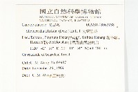 大萼旋花藏品圖，第2張