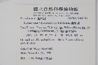 假酸漿藏品圖，第2張