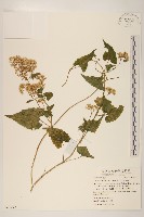 蔓澤蘭藏品圖，第1張