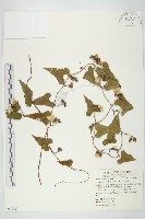 菜欒藤藏品圖，第1張