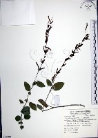 大葉山螞蝗藏品圖，第1張