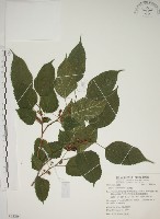 小桑樹藏品圖，第1張