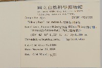 大花咸豐草藏品圖，第2張