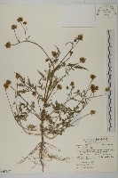 鬼針藏品圖，第1張